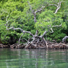 mangroves