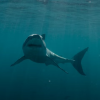 Sharks are better able to navigate currents than man-made devices