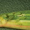 Russian wheat aphids (Diuraphis noxia). 