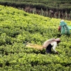 Workers harvest tea leaves in Sri Lanka