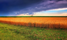 Field of wheat in Kanas