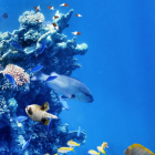 Fish near a coral reef in the ocean