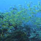 A school of yellow fish in the ocean