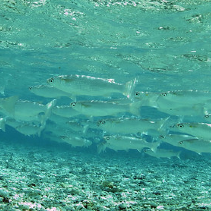 Fish in the waters of Palmyra Atoll