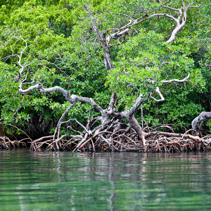 Mangroves in Belize