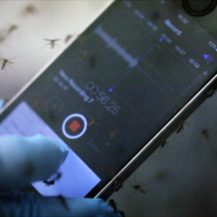 hand holding cell phone amid mosquitoes