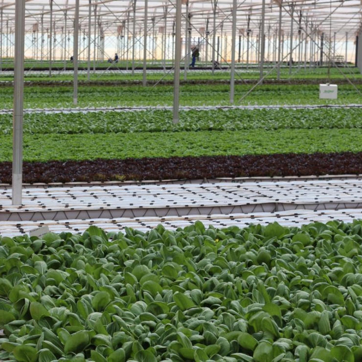 Leafy green vegetables are produced in a growing facility in Western Cape Province, South Africa.