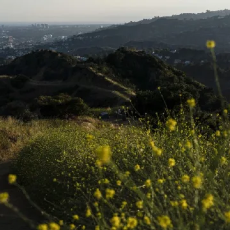 A man walks along a trail lined with clusters of wild mustard in Griffith Park in Los Angeles, Thursday, June 8, 2023.