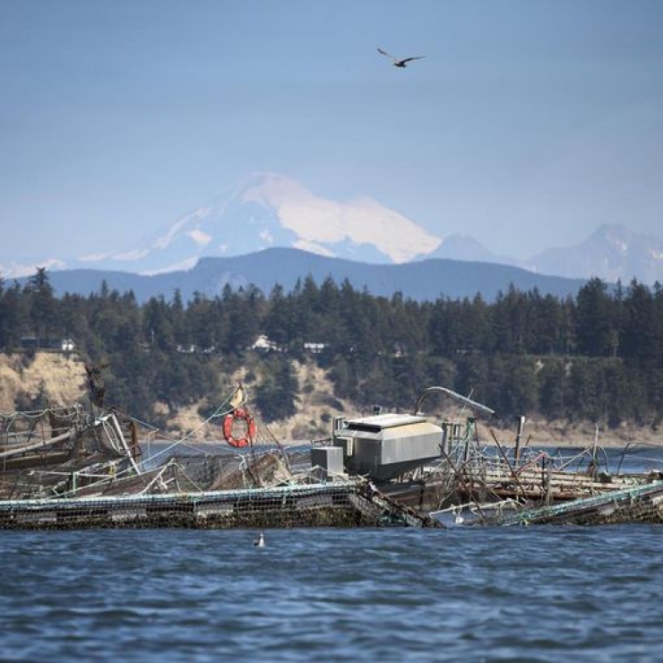 A damaged net pen at Cooke Aquaculture's facility on Cypress Island.