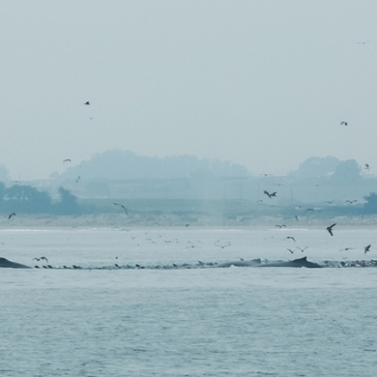 people on a boat tag a whale in the ocean