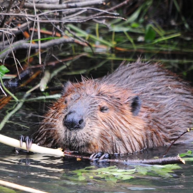 A beaver chews on vegetation in a beaver pond