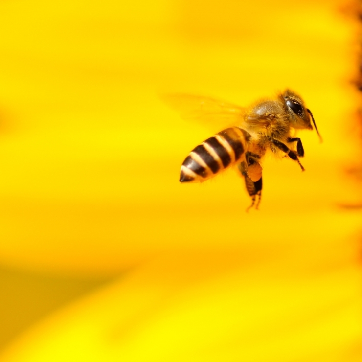 bee