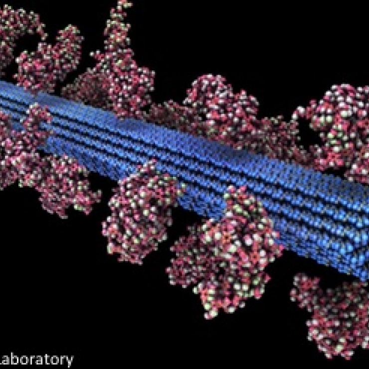 Aomistic model of cellulose 