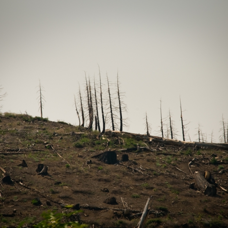 burned forest area