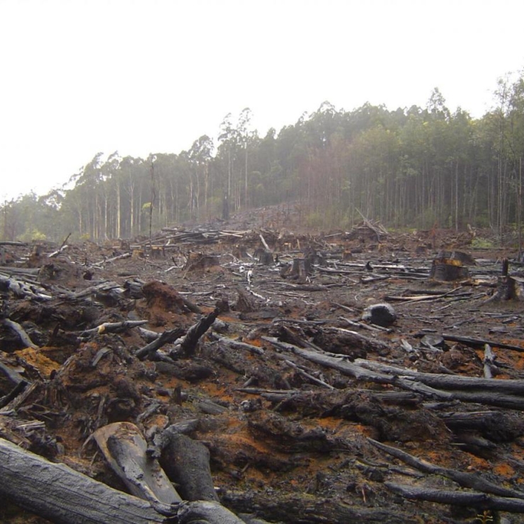 Deforestation in Australia's Toolangi State Forest.