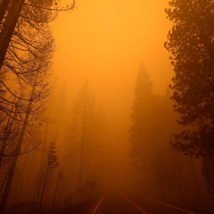 A road cuts through a smoky forest with burned trees on one side and unburned trees on the other.