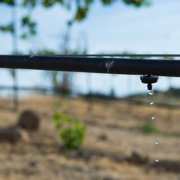 drip irrigation