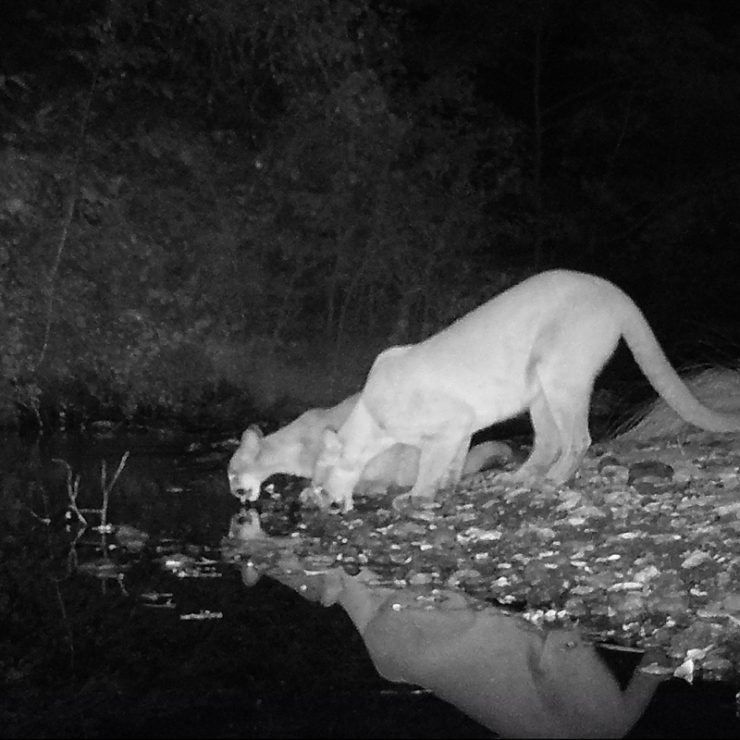 mountain lions