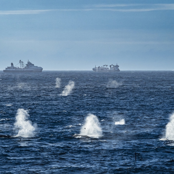 Fin whales surround the research vessel National Geographic Endurance in January 2022. (Image credit: Video by Eric Wehrmeister)