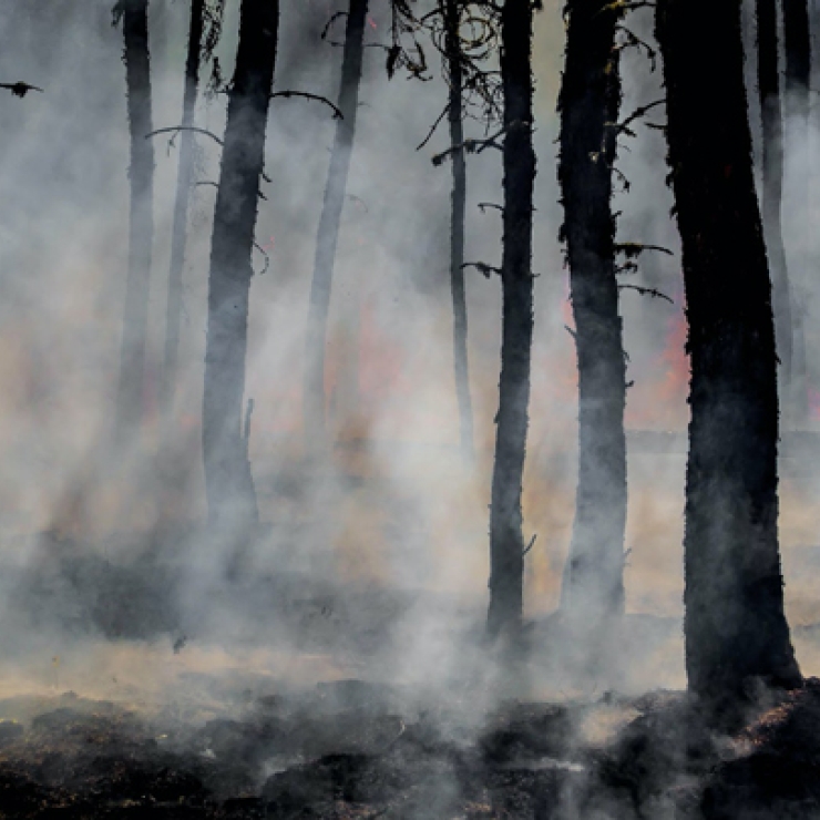 Charred black tree trunks are enveloped by wildfire smoke and water vapor.