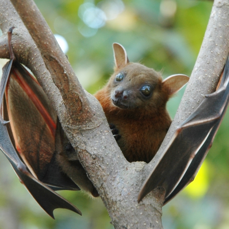 fruit bat