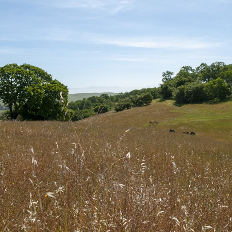 grassland