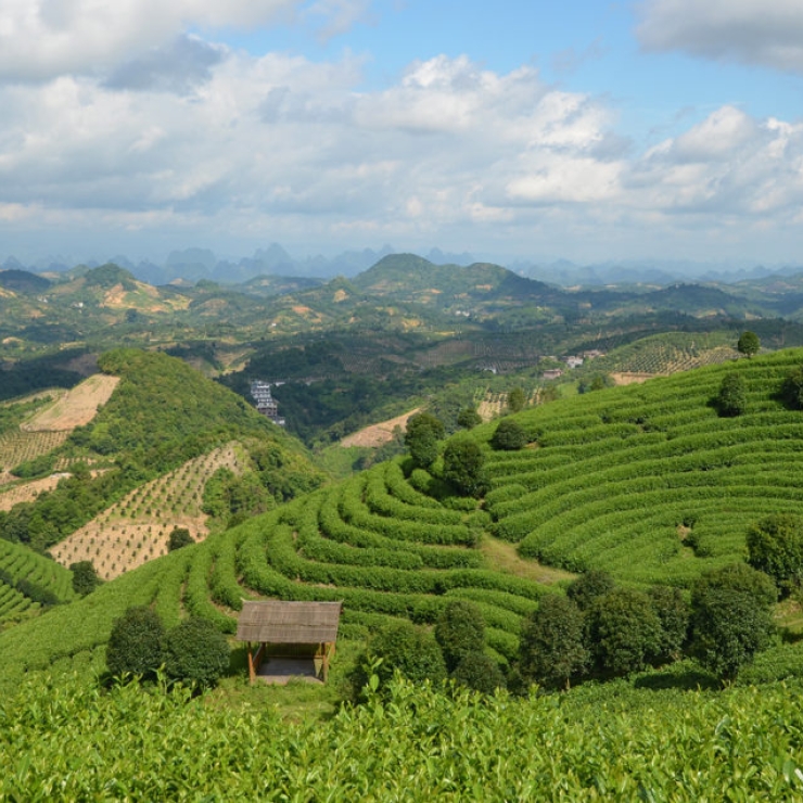 A tea plantation and surrounding landscape near Yangshuo, China. 