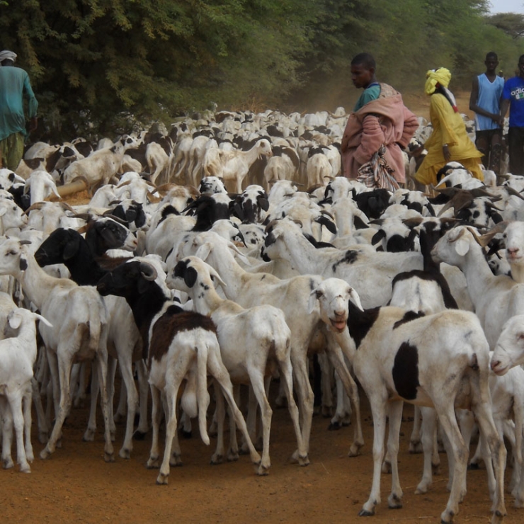 Herding goats in rural Senegal