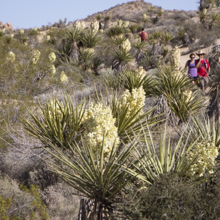 hikers in nature