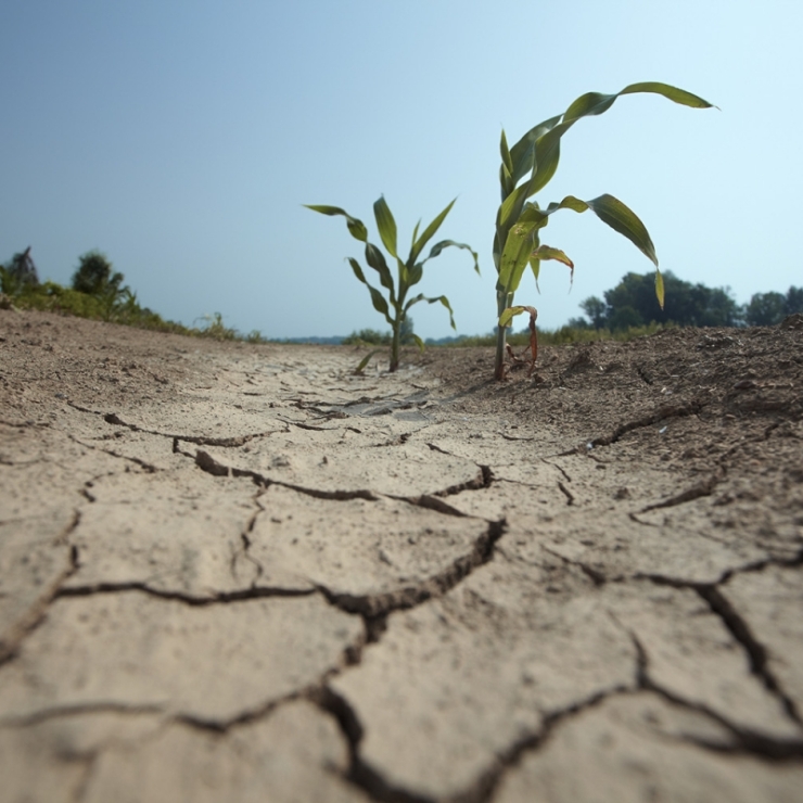 cracked soil and wilted corn plant