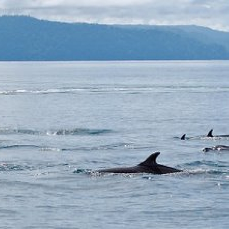 Tourists on boat watch dolphins