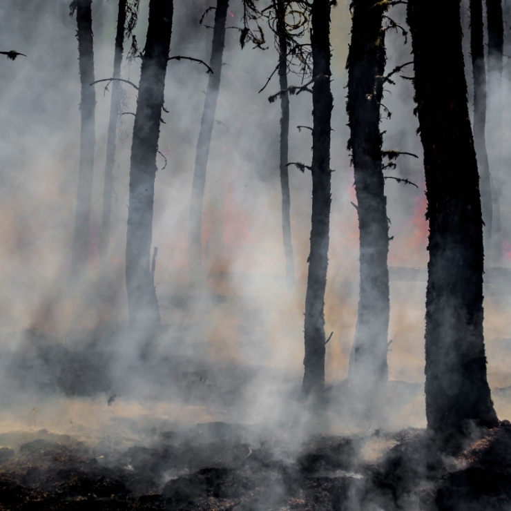 smoke and wildfire among trees in a forest