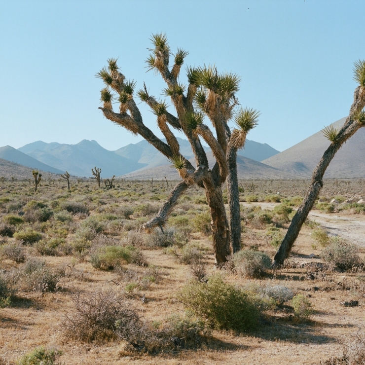 A Joshua tree in Death Valley