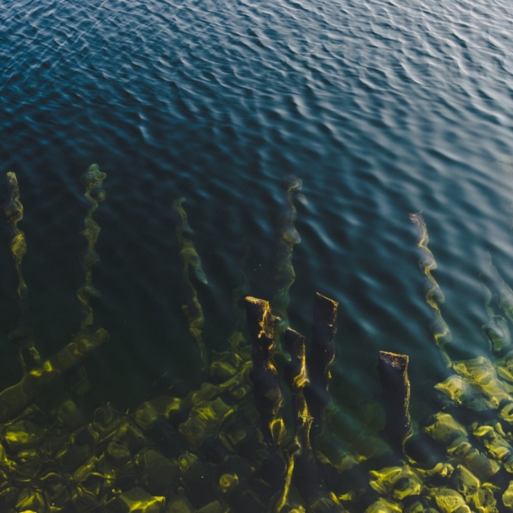 Kelp in a kelp forest floating just under the ocean surface