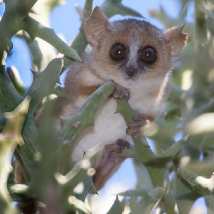 mouse lemur