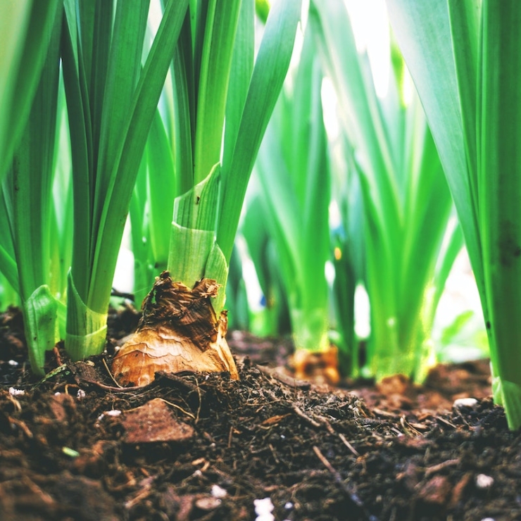 crops growing in dirt