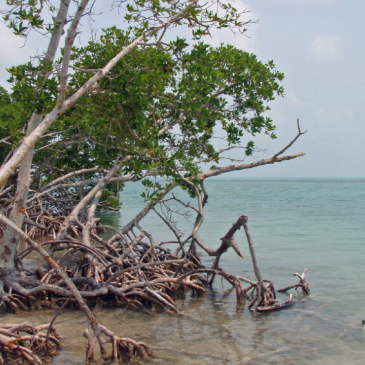 Mangroves’ high capacity to store and sequester carbon makes them reliable nature-based solutions for climate change mitigation.