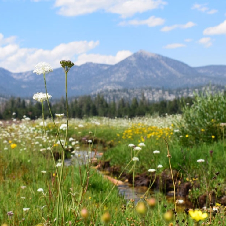 Volcano Meadow