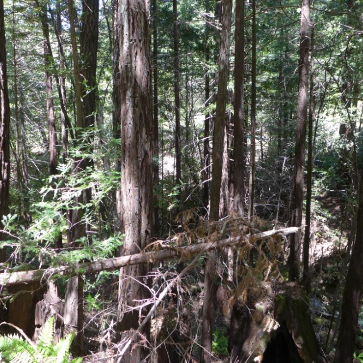 Forest in Northern California