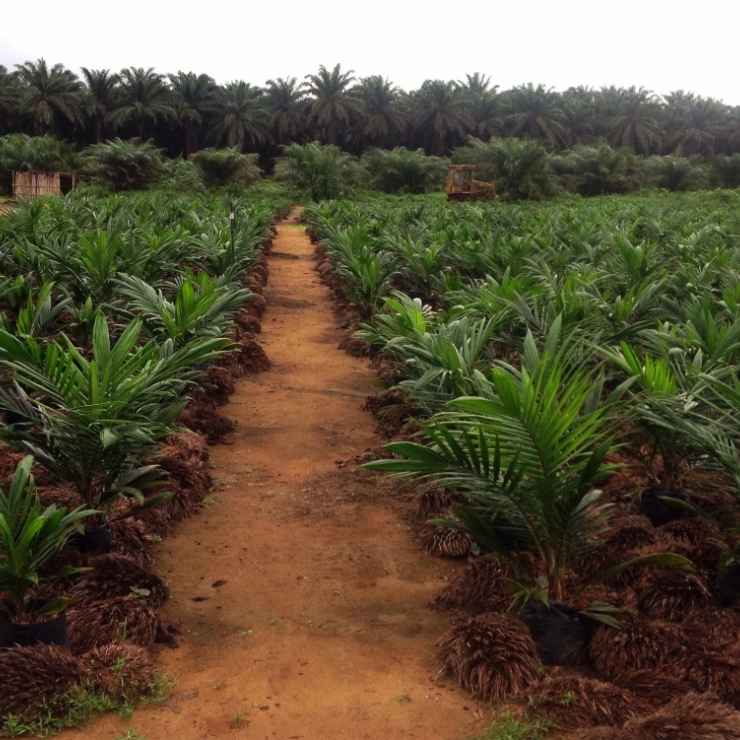 oil palm plants