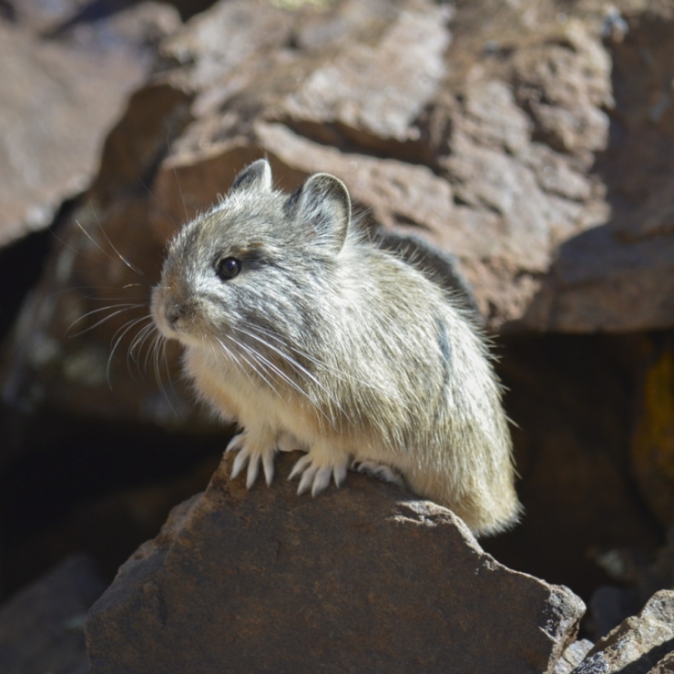 pika