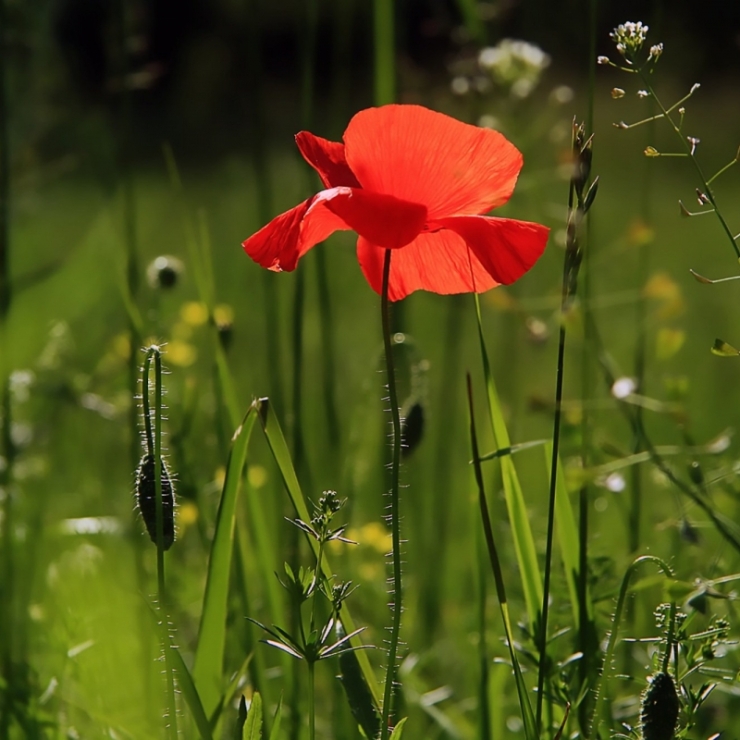 A poppy