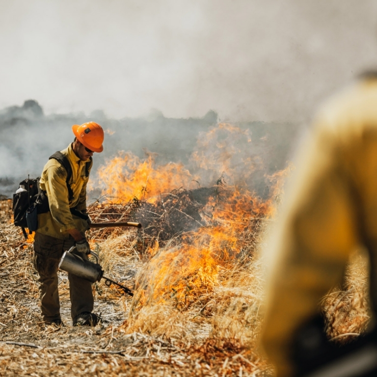 Firefighter perform prescribed burn