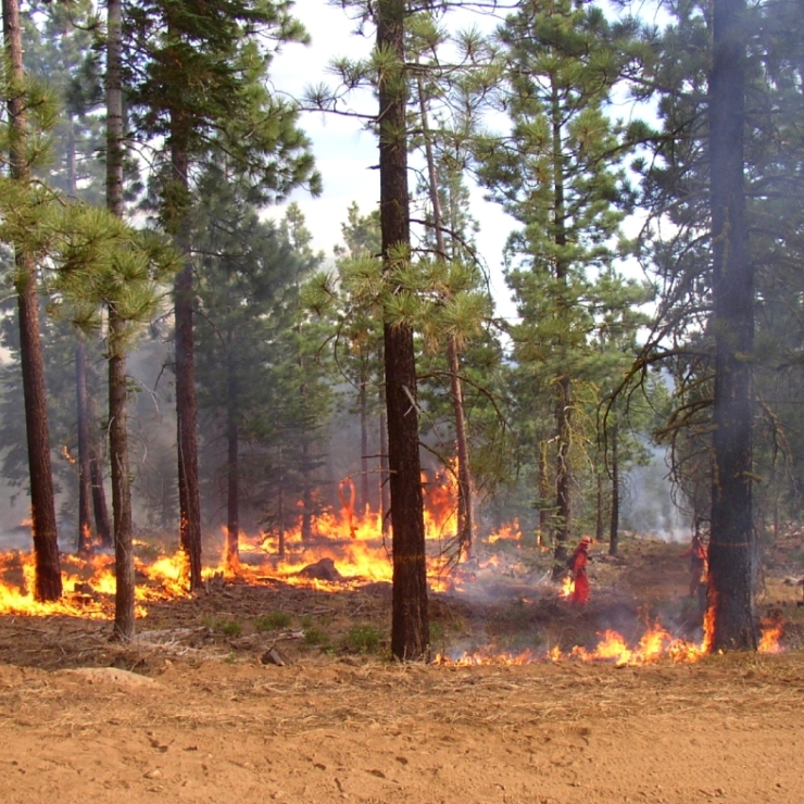 firefighters do prescribed burning in forest