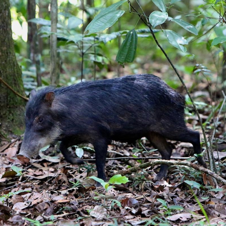 A white-lipped peccary