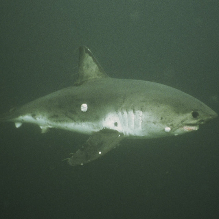 salmon shark