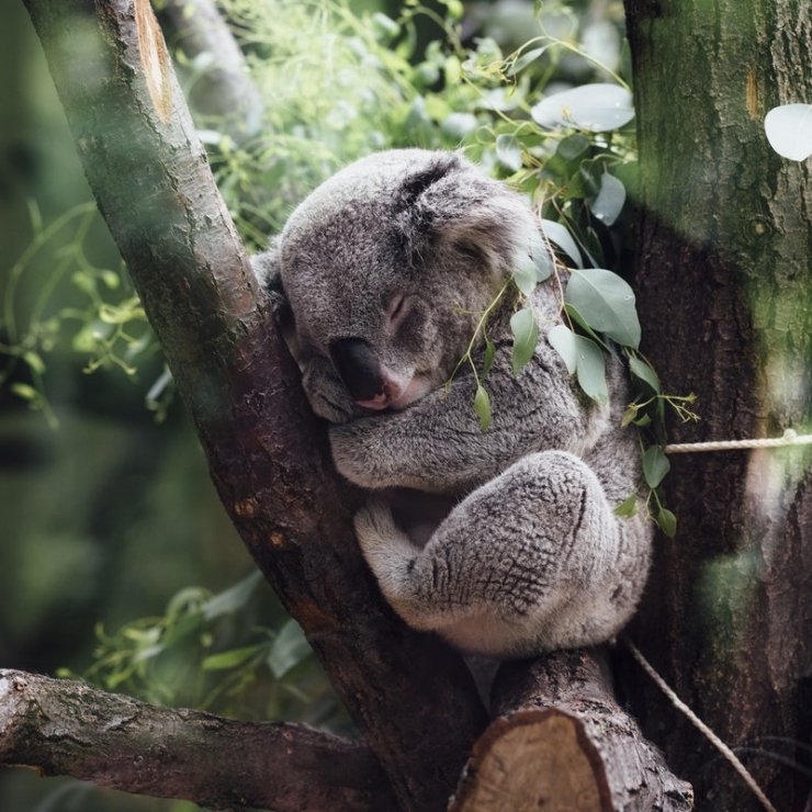 a koala sleeping in a tree