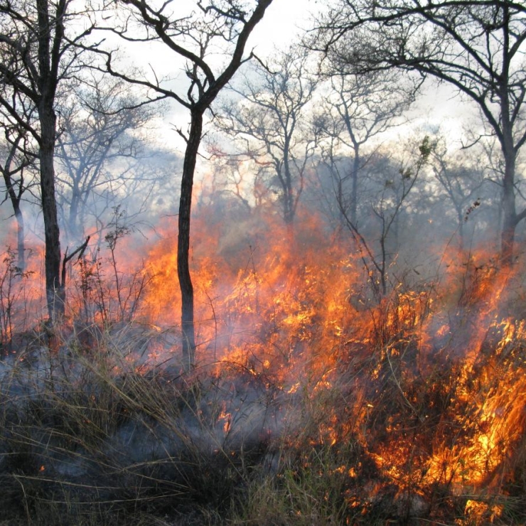 Grassland fire