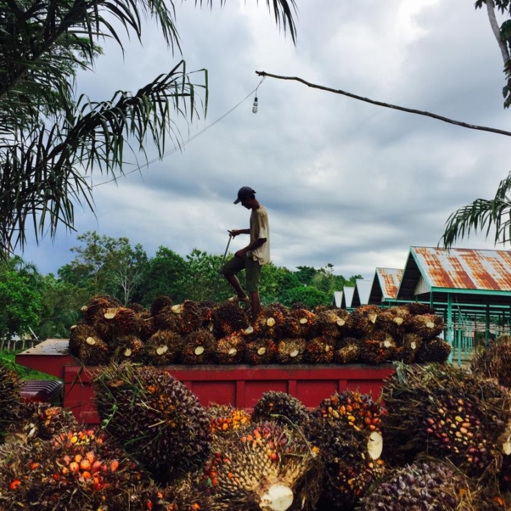 oil palm fruit