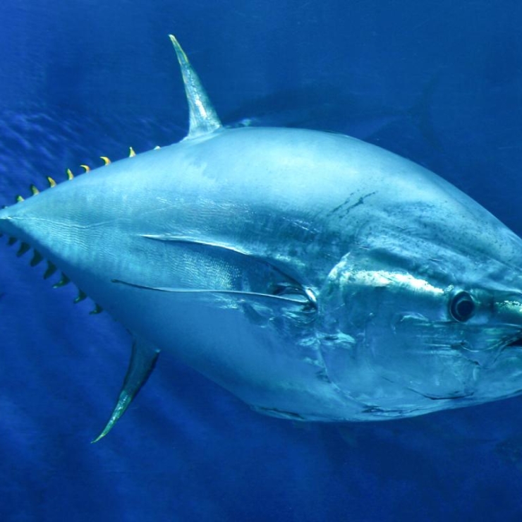 Bluefin tuna